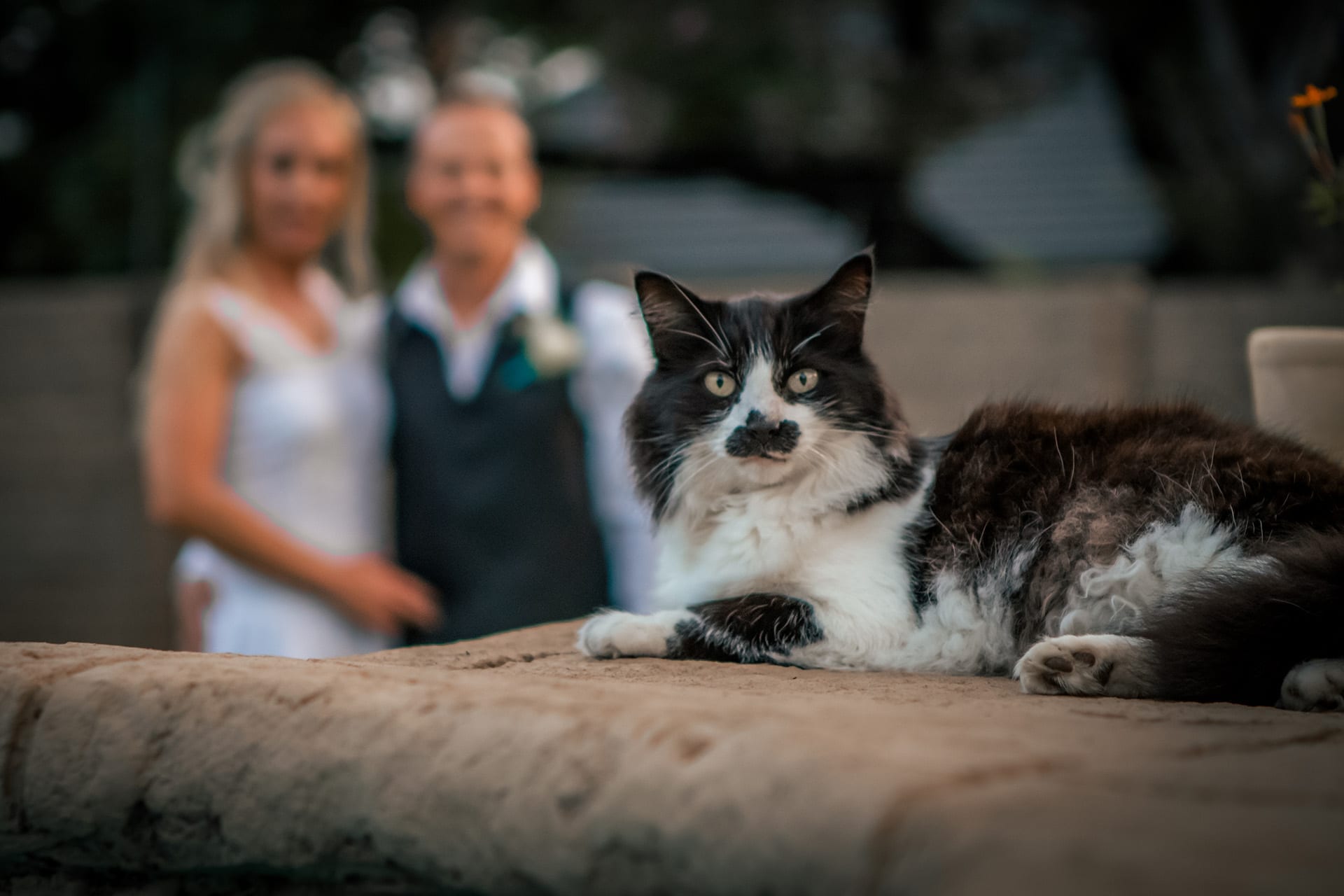 A cat watching the camera while a newly married couple stand softly out of focus behind it